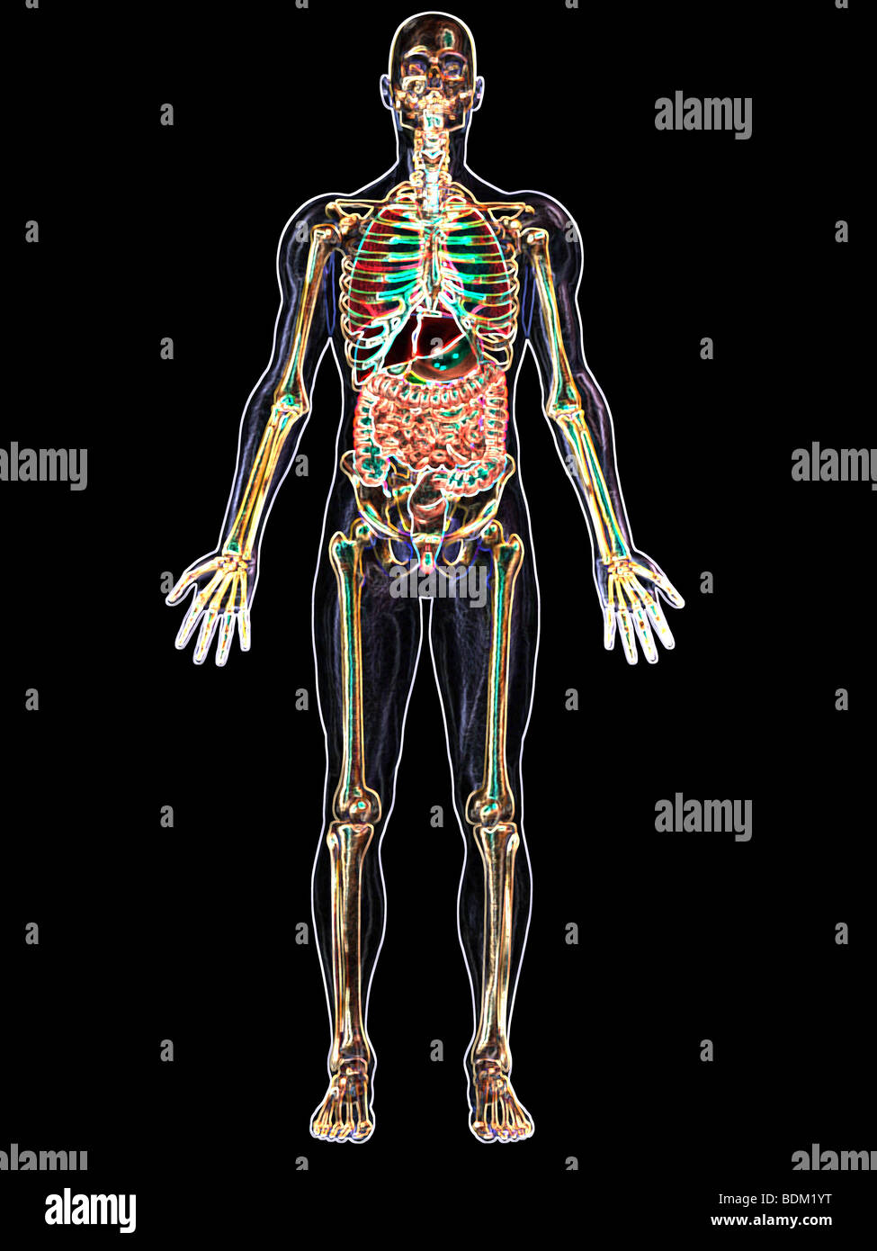 human anatomical illustration of an adult man, showing the skeleton, lungs, liver, gallbladder, stomach, pancreas and appendix Stock Photo