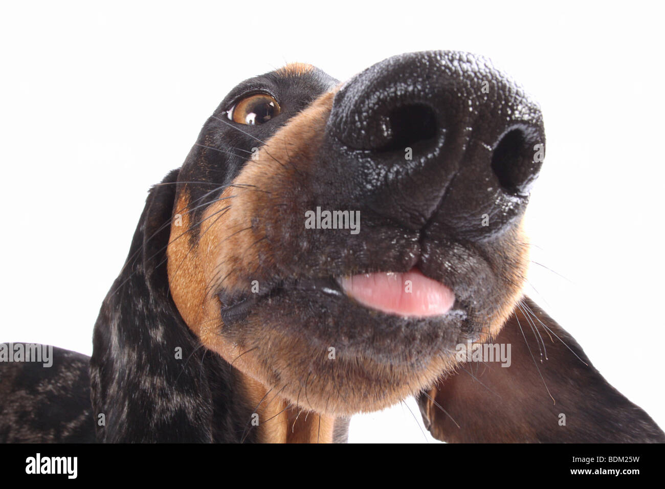 short-haired dachshund sticking out its tongue Stock Photo