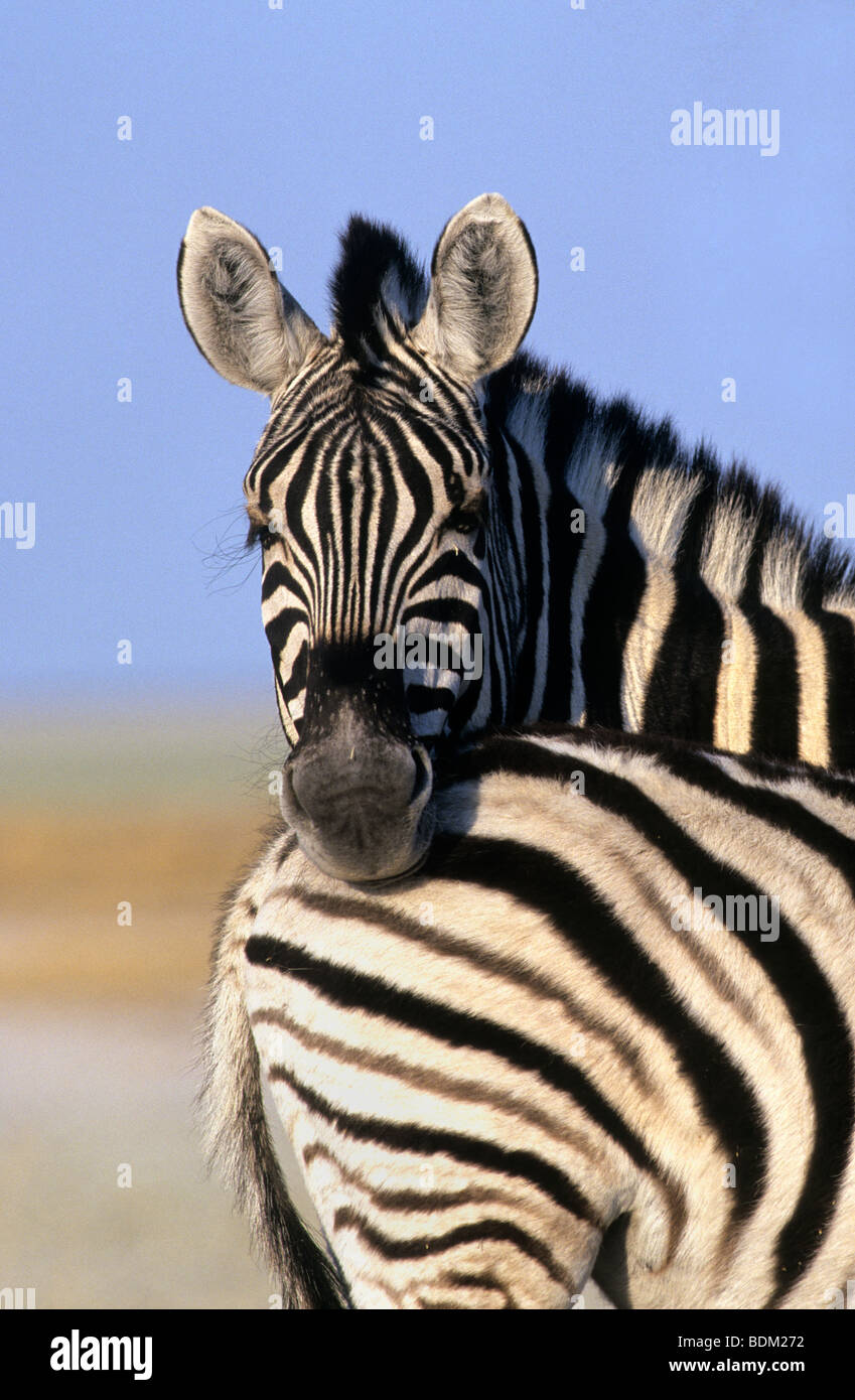 Burchell's (plains) zebra, Equus burchelli, Etosha national park, Namibia Stock Photo
