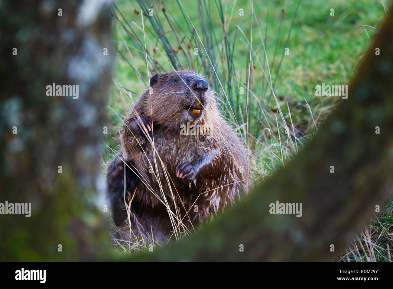 European Beaver Stock Photo