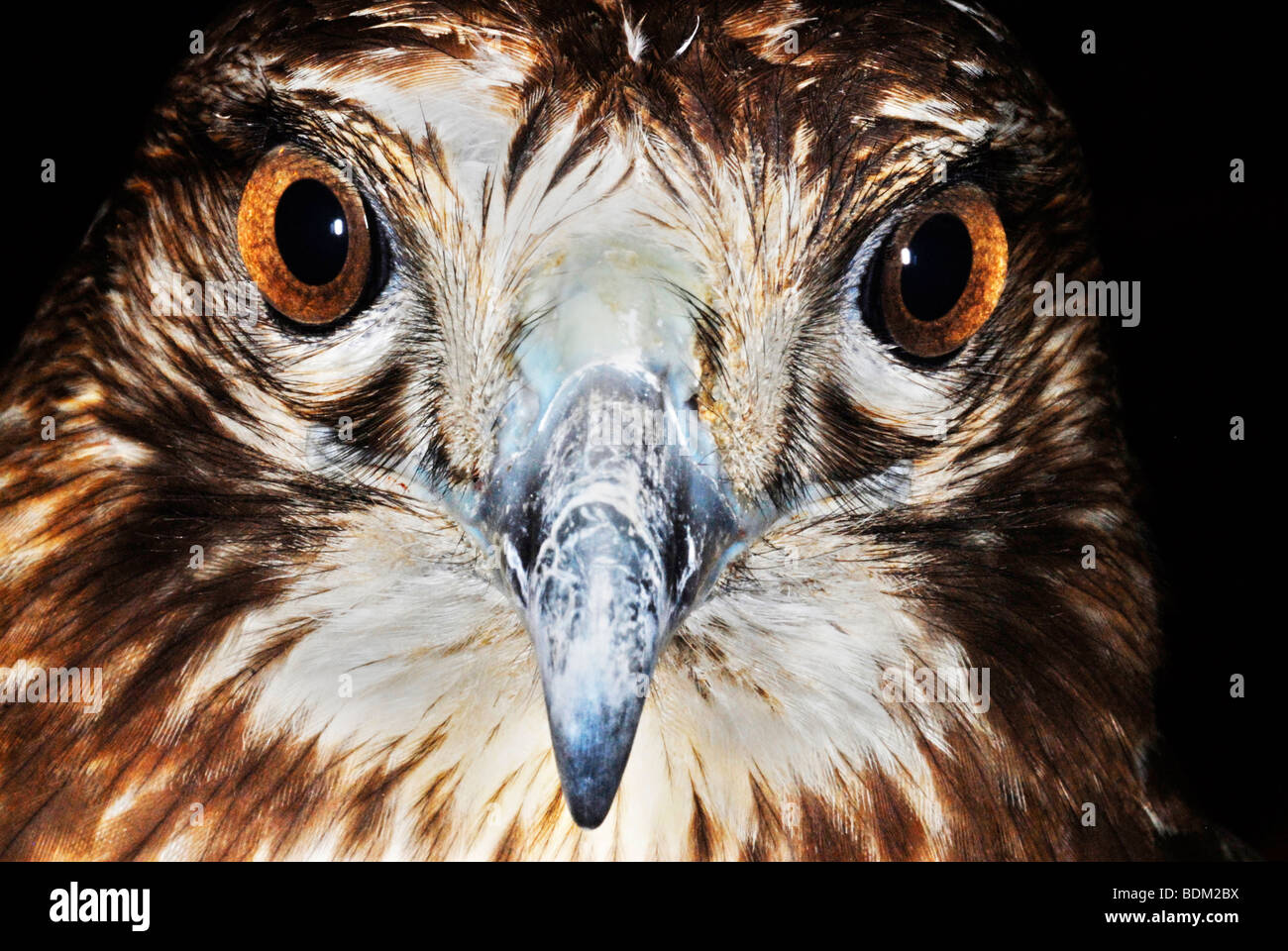 Red-tailed Hawk (Buteo jamaicensis), close-up view of its head Stock Photo