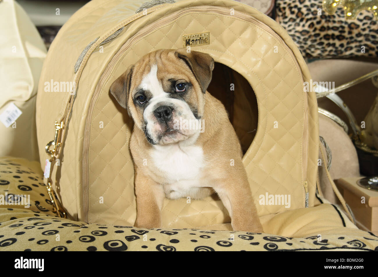 English Bulldog puppy in bag Stock Photo Alamy
