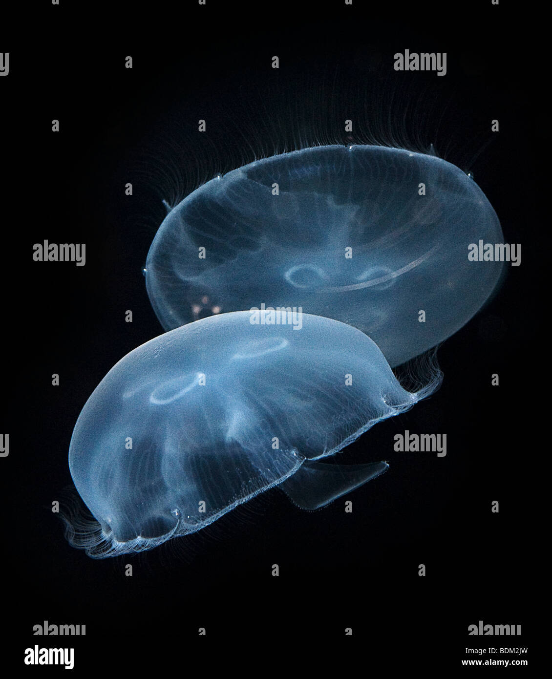 Moon jellyfish, Aurelia aurita, also known as moon jelly, common