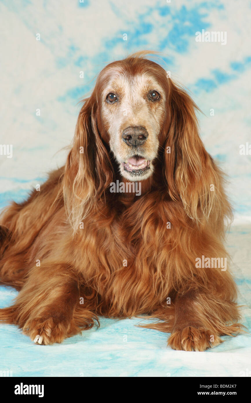 Old irish store setter