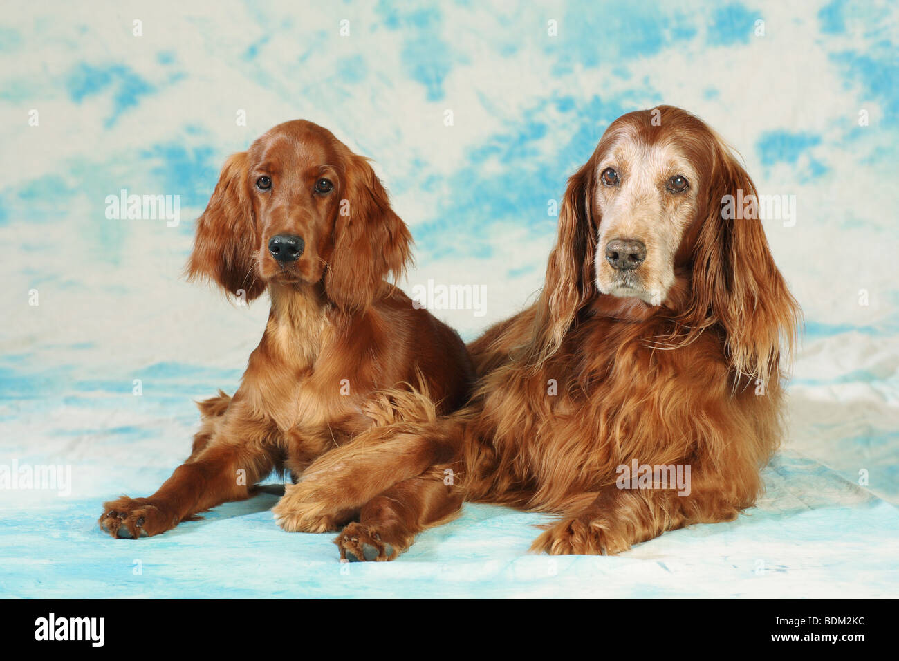 two Irish Setter dogs - lying Stock Photo