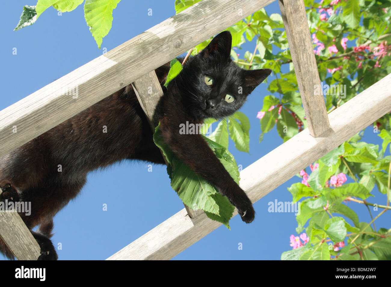black domestic cat on ladder Stock Photo - Alamy