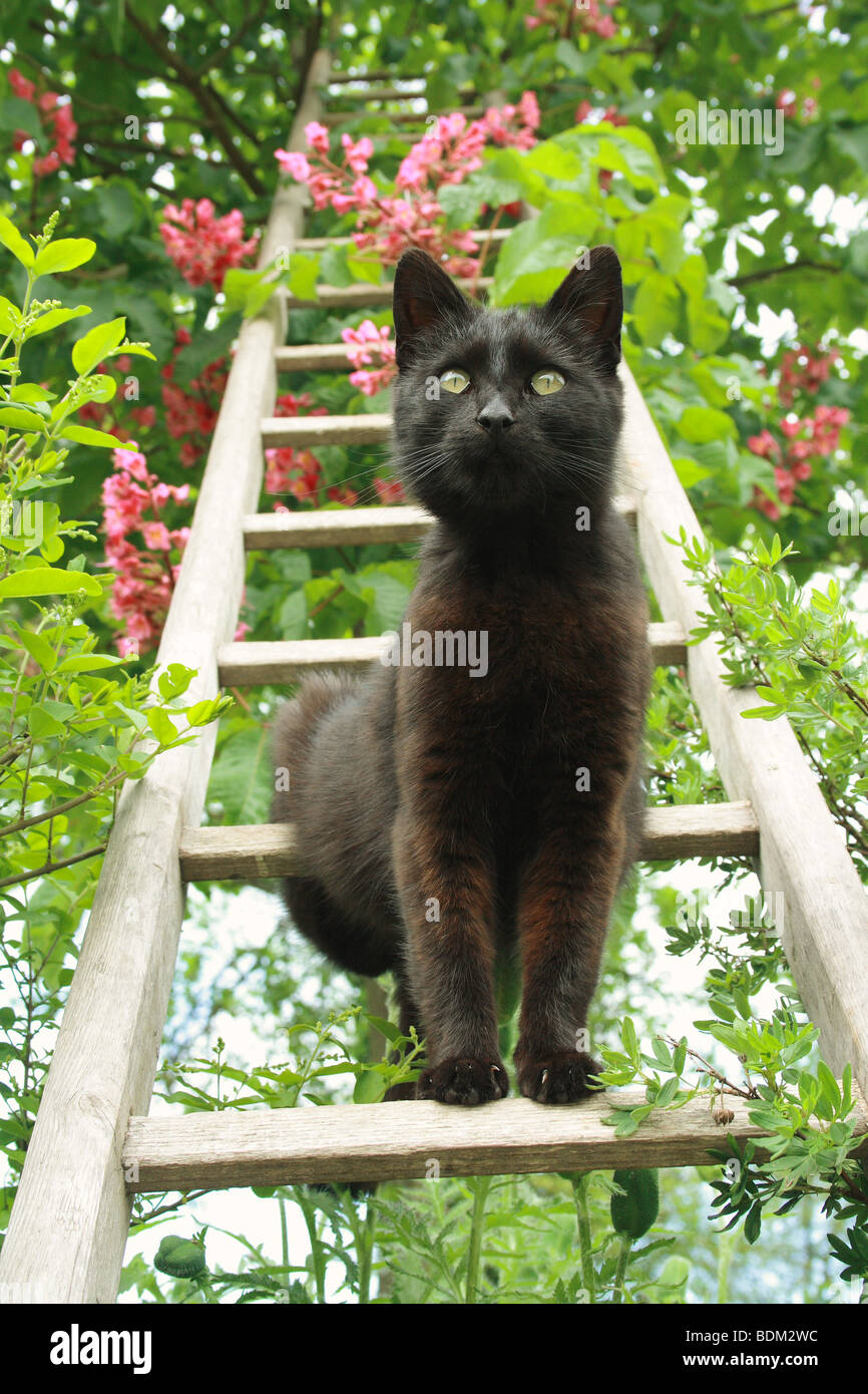 black domestic cat on ladder Stock Photo Alamy