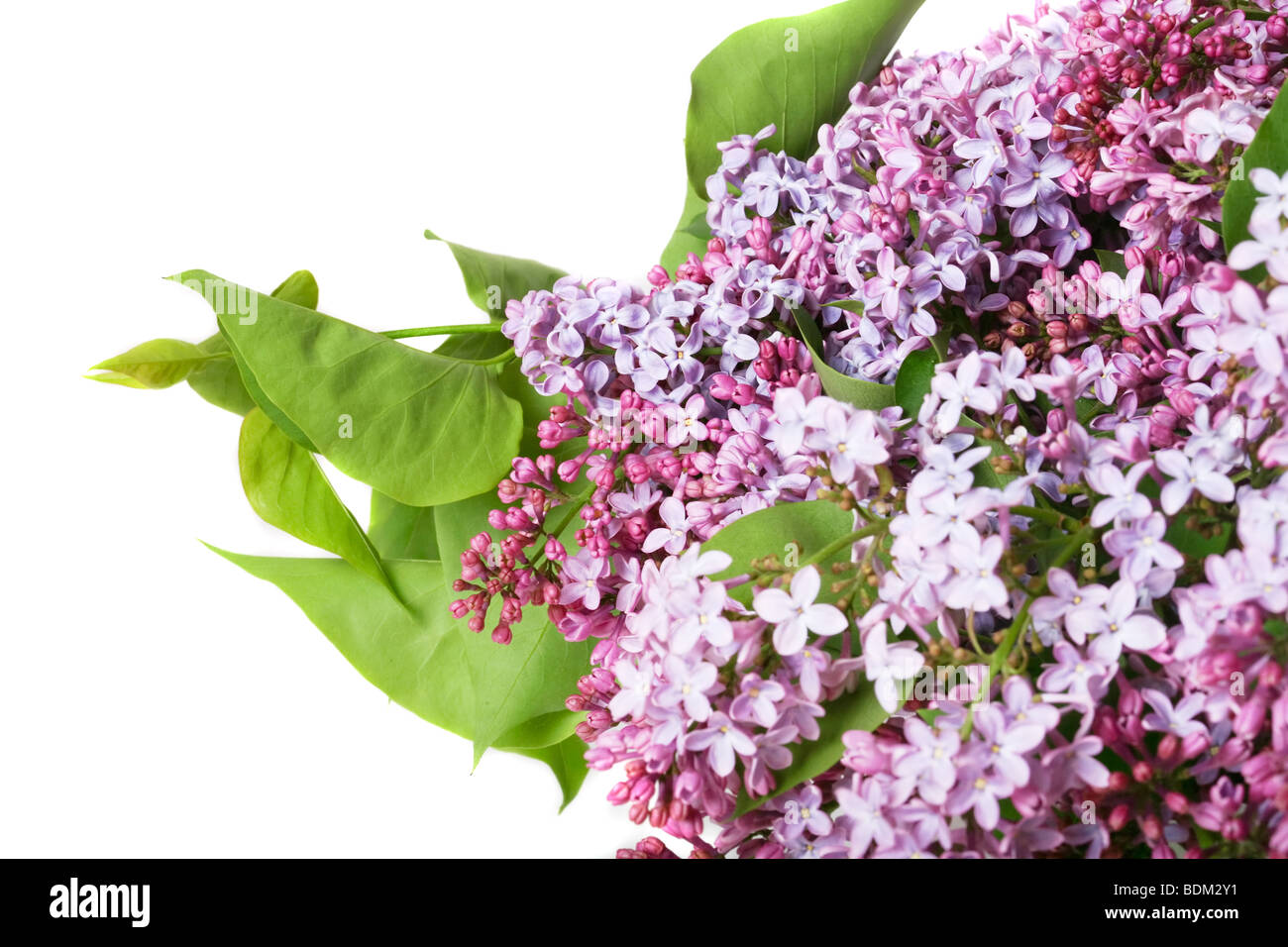 violet flowers of lilac Stock Photo - Alamy