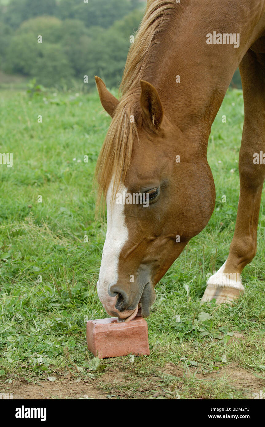 Shagya Arabian horse licking at salt lick Stock Photo Alamy