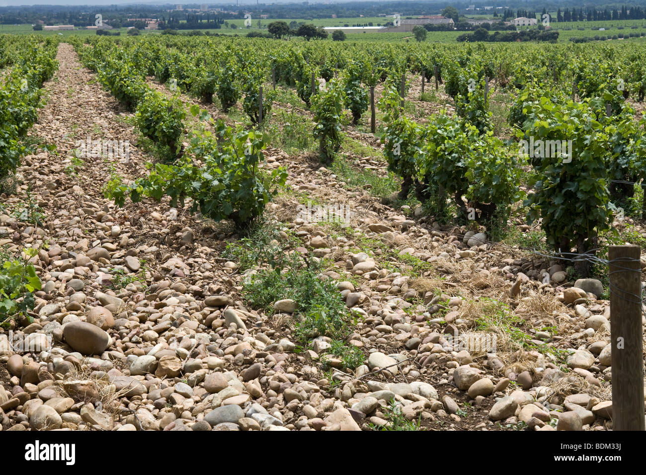 Grape Vines At Vineyard In Chateauneuf Du Pape France Stock Photo Alamy Grape Vines At Vineyard In Chateauneuf Du Pape France Stock Photo Alamy