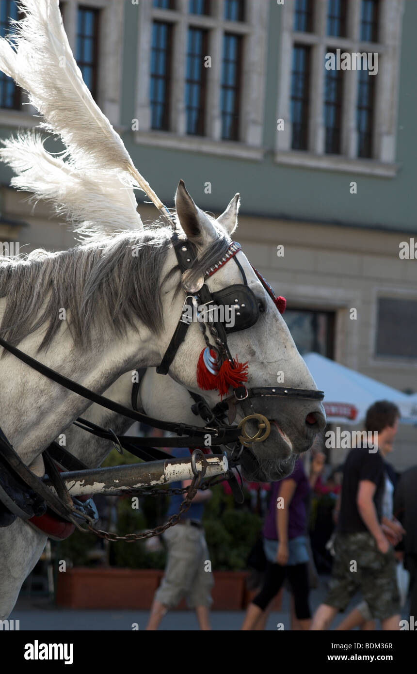 Head shot of horse pulling carriage in Krakow Poland Stock Photo