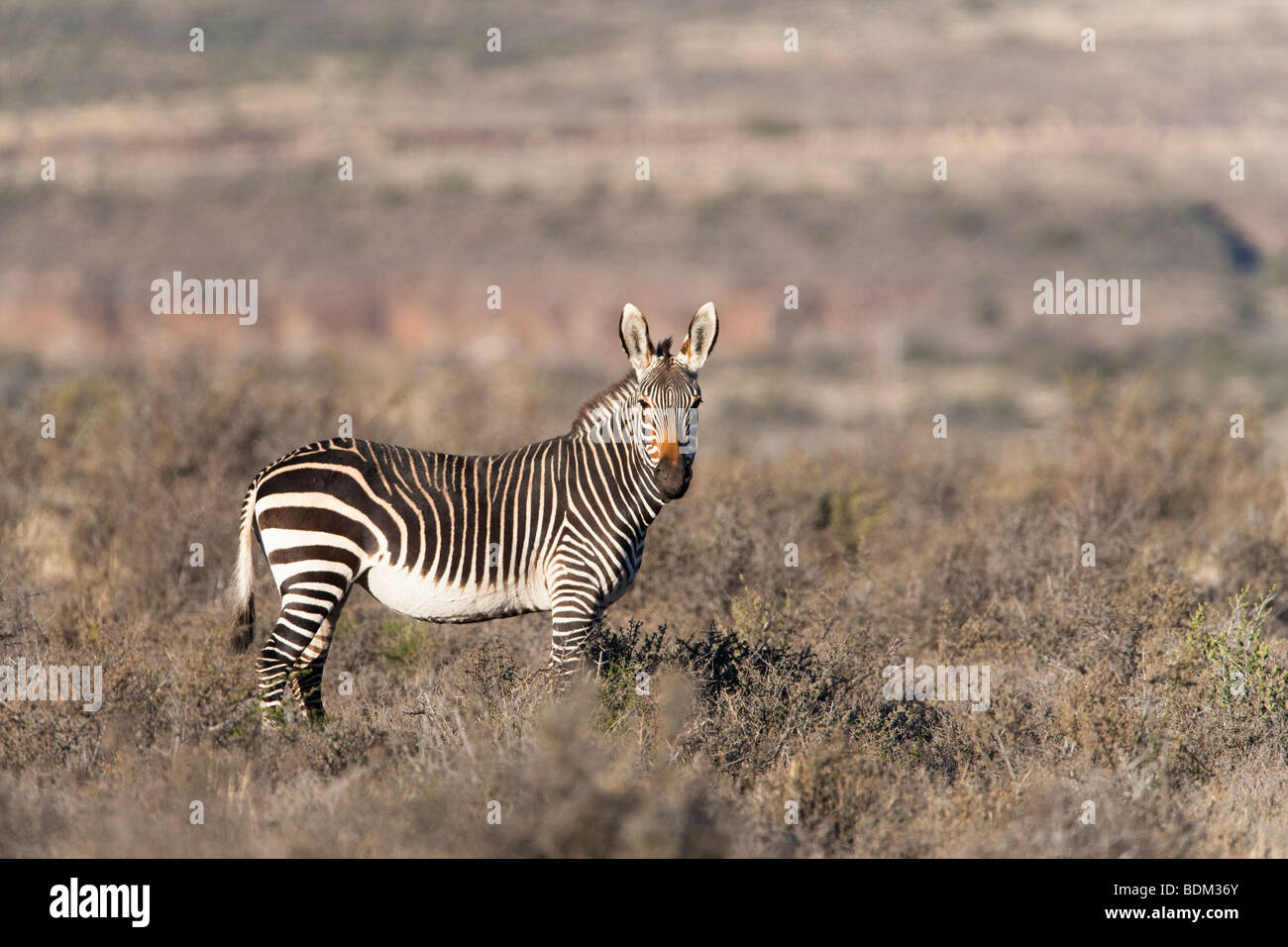 Cape mountain zebra, Equus zebra zebra, Karoo National Park, South Africa Stock Photo