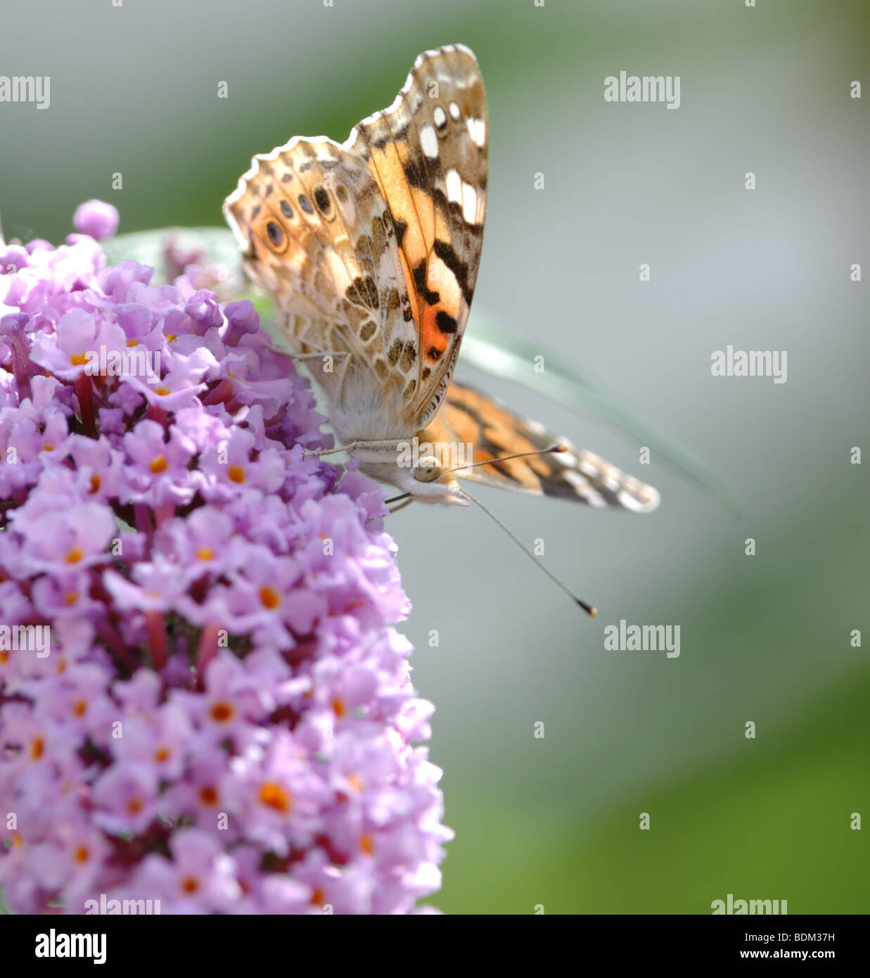 Painted Lady Butterfly vanessa cardui Stock Photo