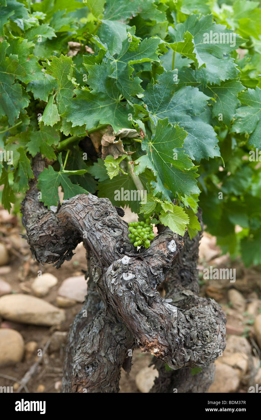 30 year old Grape Vines at a vineyard in Chateauneuf Du-Pape, France, showing the stoney soil that these grapes grow on Stock Photo