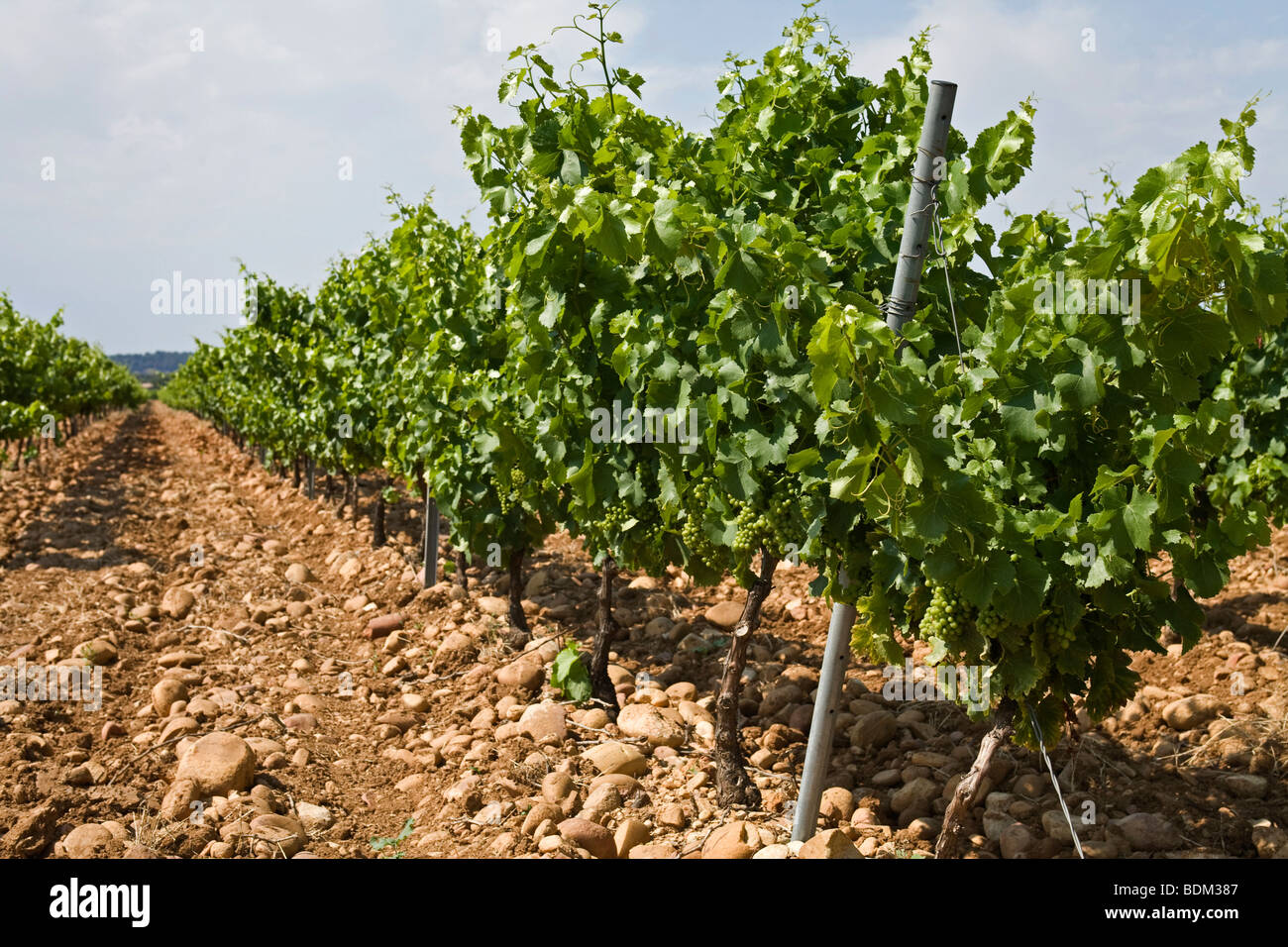 30 Year Old Grape Vines At A Vineyard In Chateauneuf Du Pape France Stock Photo Alamy 30 Year Old Grape Vines At A Vineyard In Chateauneuf Du Pape France Stock Photo Alamy