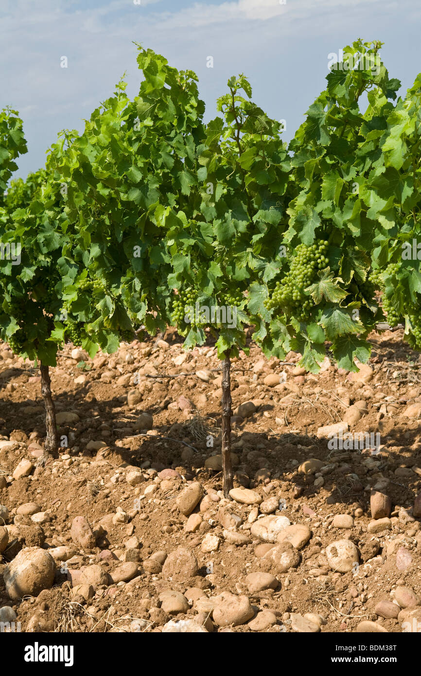 Grape Vines At Vineyard In Chateauneuf Du Pape France Stock Photo Alamy Grape Vines At Vineyard In Chateauneuf Du Pape France Stock Photo Alamy