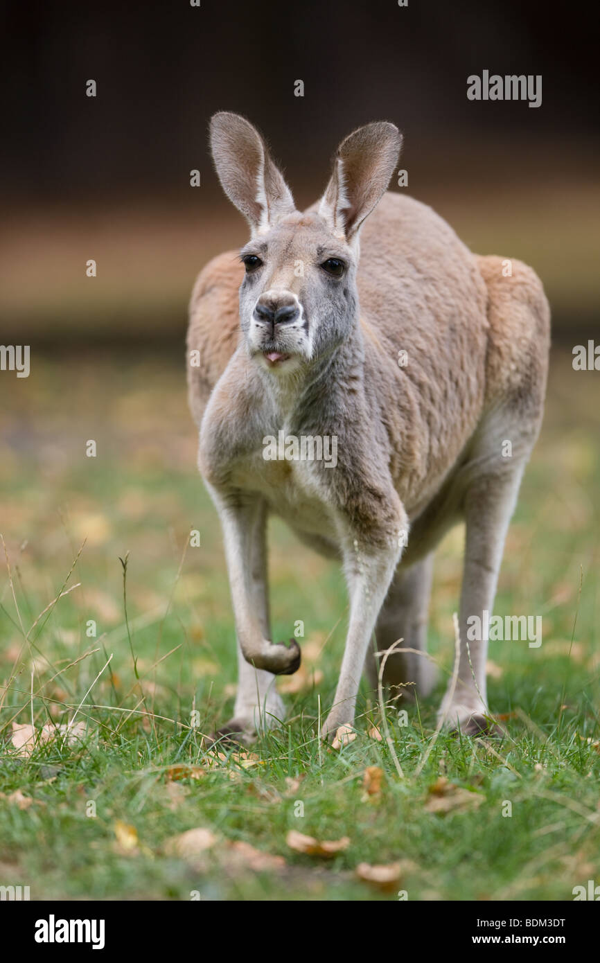 Red Kangaroo - Macropus rufus Stock Photo
