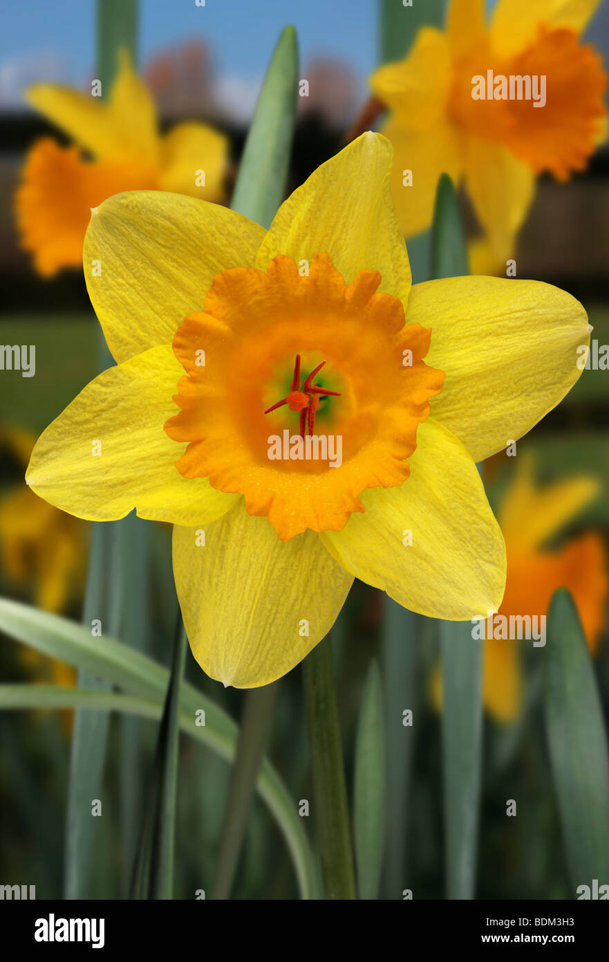 yellow daffodil in a field Stock Photo Alamy