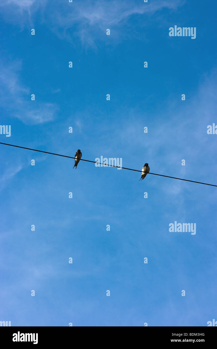 Two swallows perched on a telephone wire Stock Photo Alamy