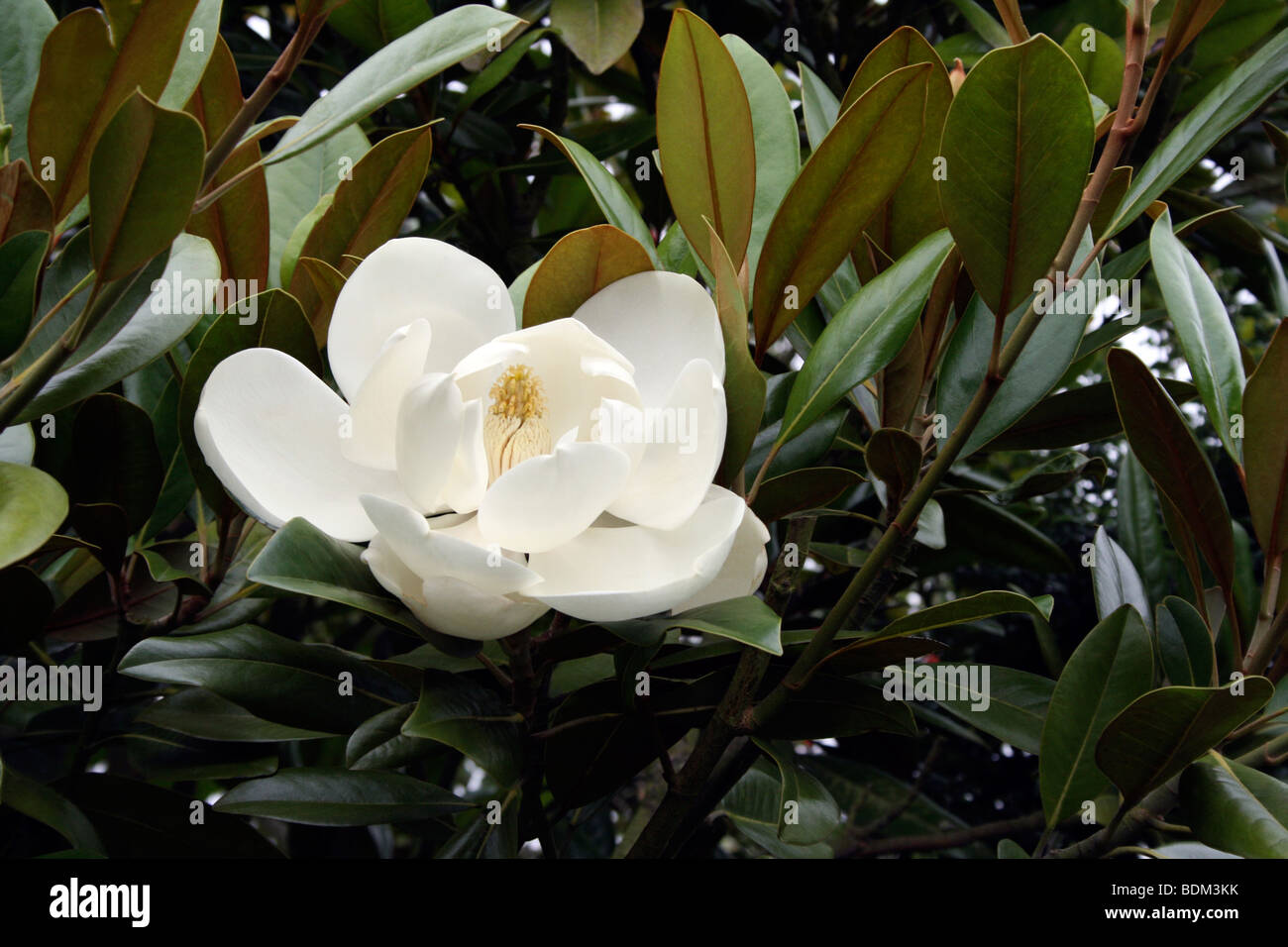 Magnolia Tree Full Bloom High Resolution Stock Photography and Images ...
