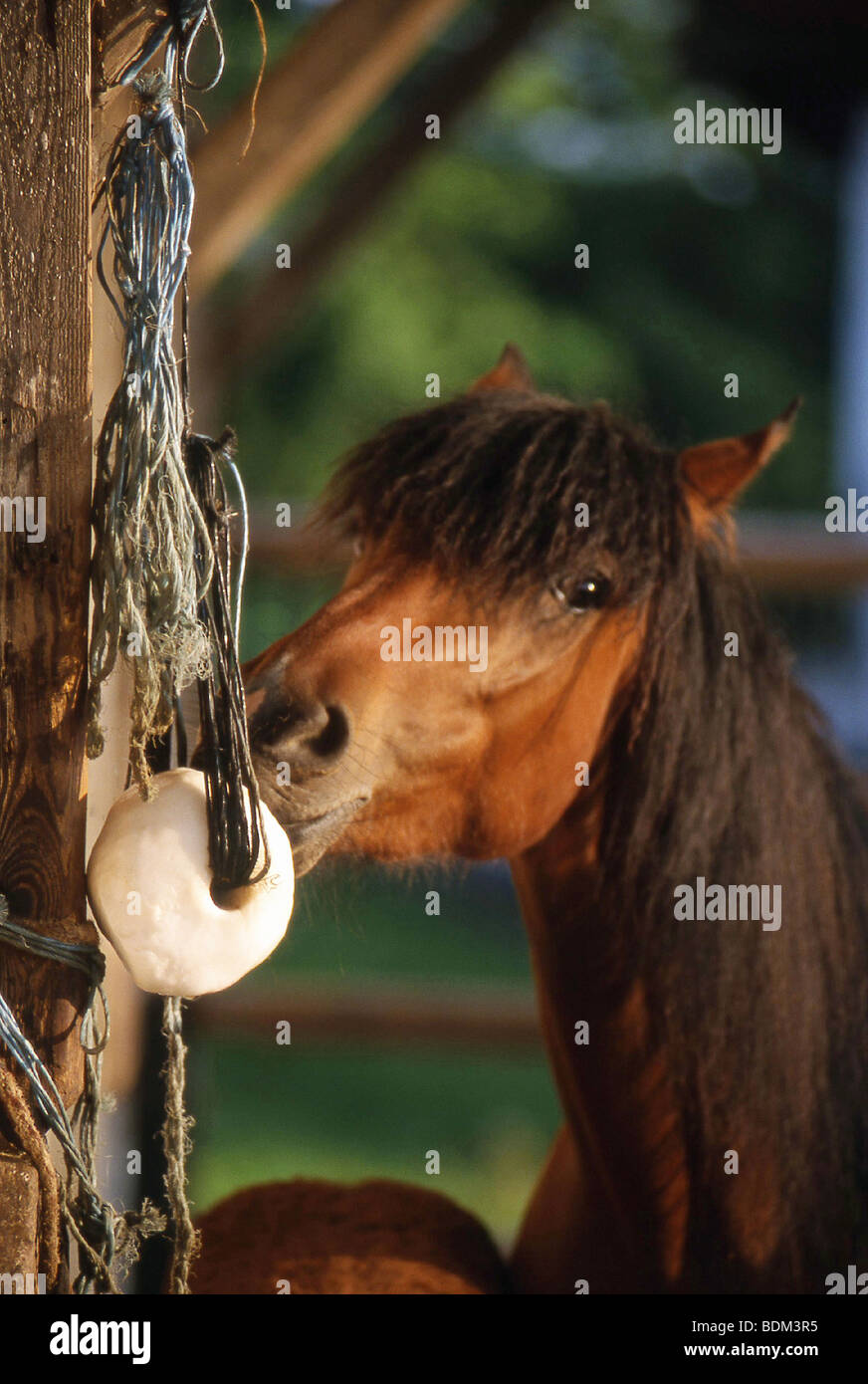 horse licking salt Stock Photo Alamy