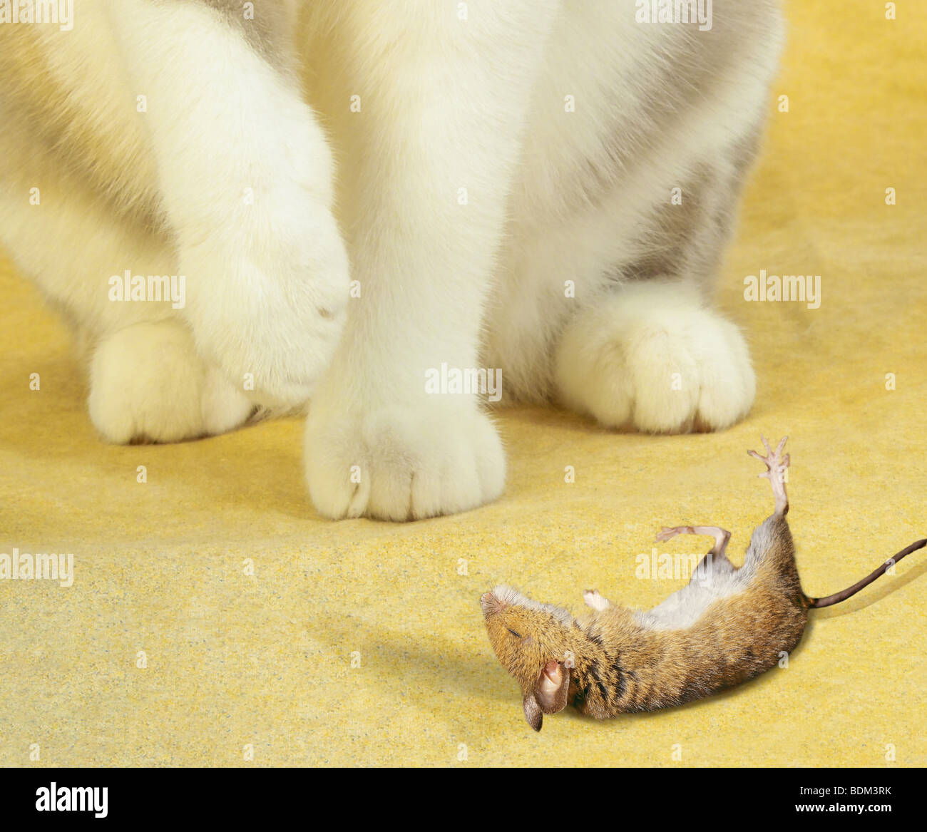 cat with killed mouse Stock Photo Alamy