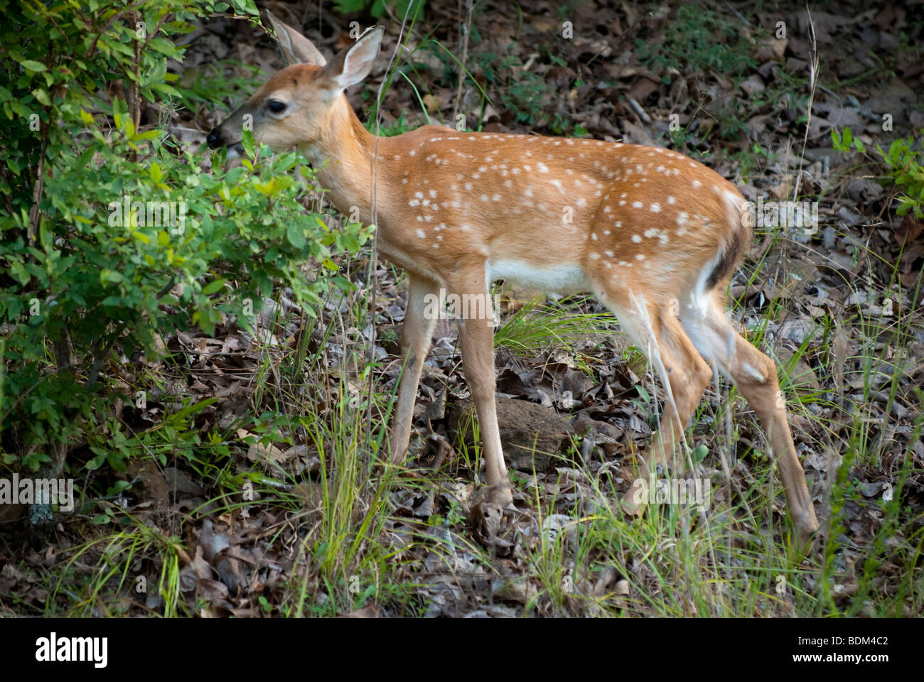 Deer fawn with spots in Devil's Den State Park, Arkansas Stock Photo