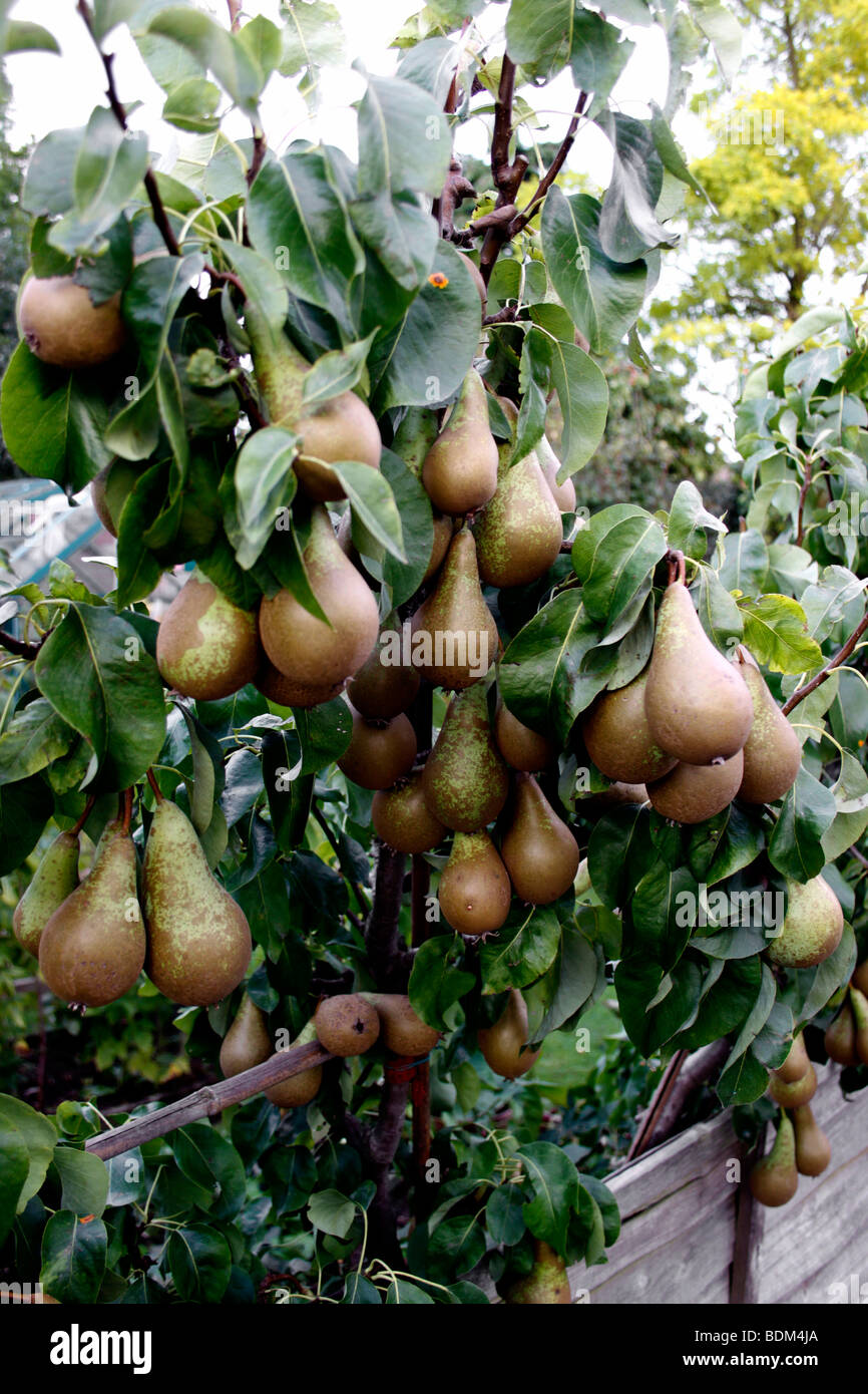 Conference pears ripening hires stock photography and images Alamy