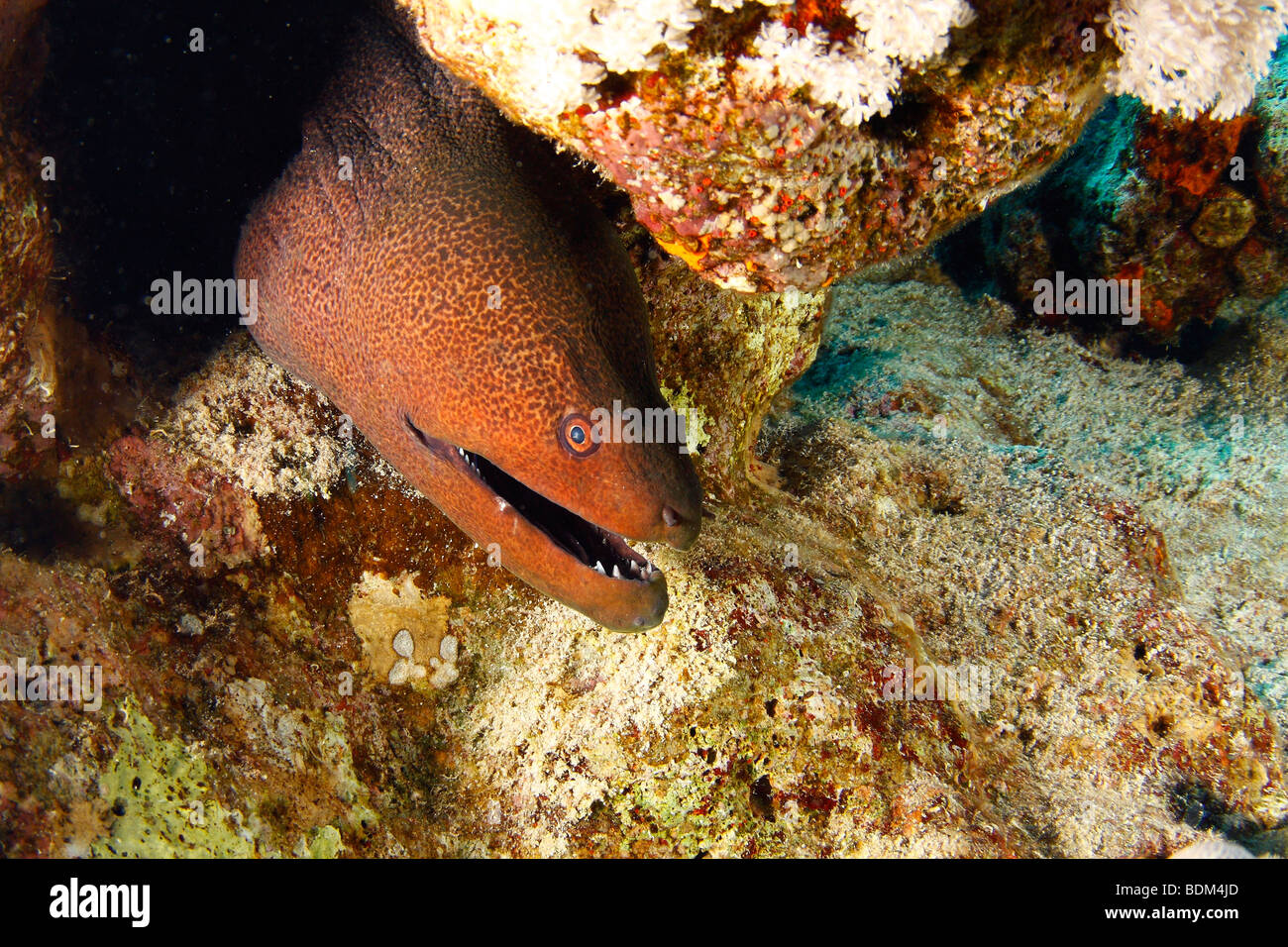 Giant moray eel with his mouth open peeking out from coral reef