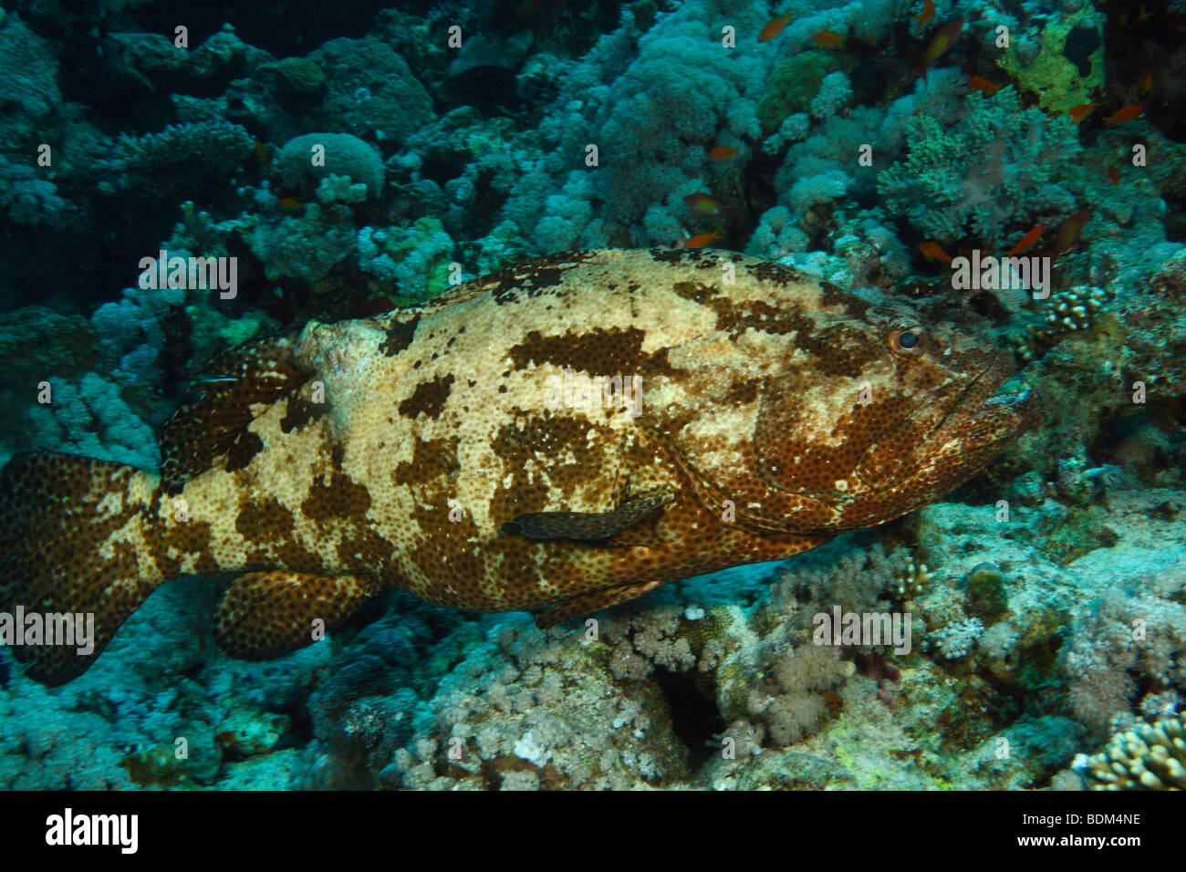 Brown marbled grouper swimming along a coral reef formation. Stock Photo