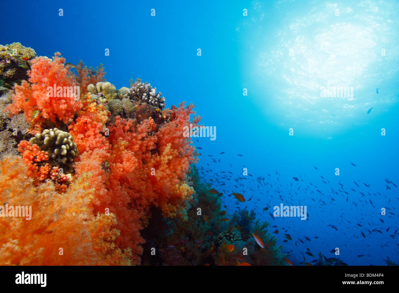 Brightly colored soft coral formation with clear blue water and sun in the background. Stock Photo