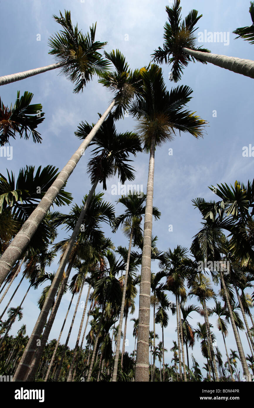 Betel nut trees grow in field Stock Photo Alamy