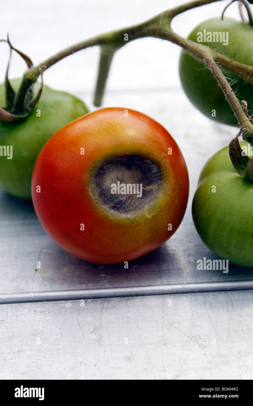 Blossom end rot hires stock photography and images Alamy