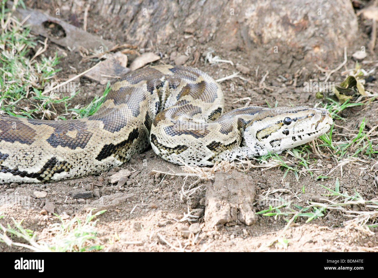 Kenya, African rock python, Python sebae Stock Photo