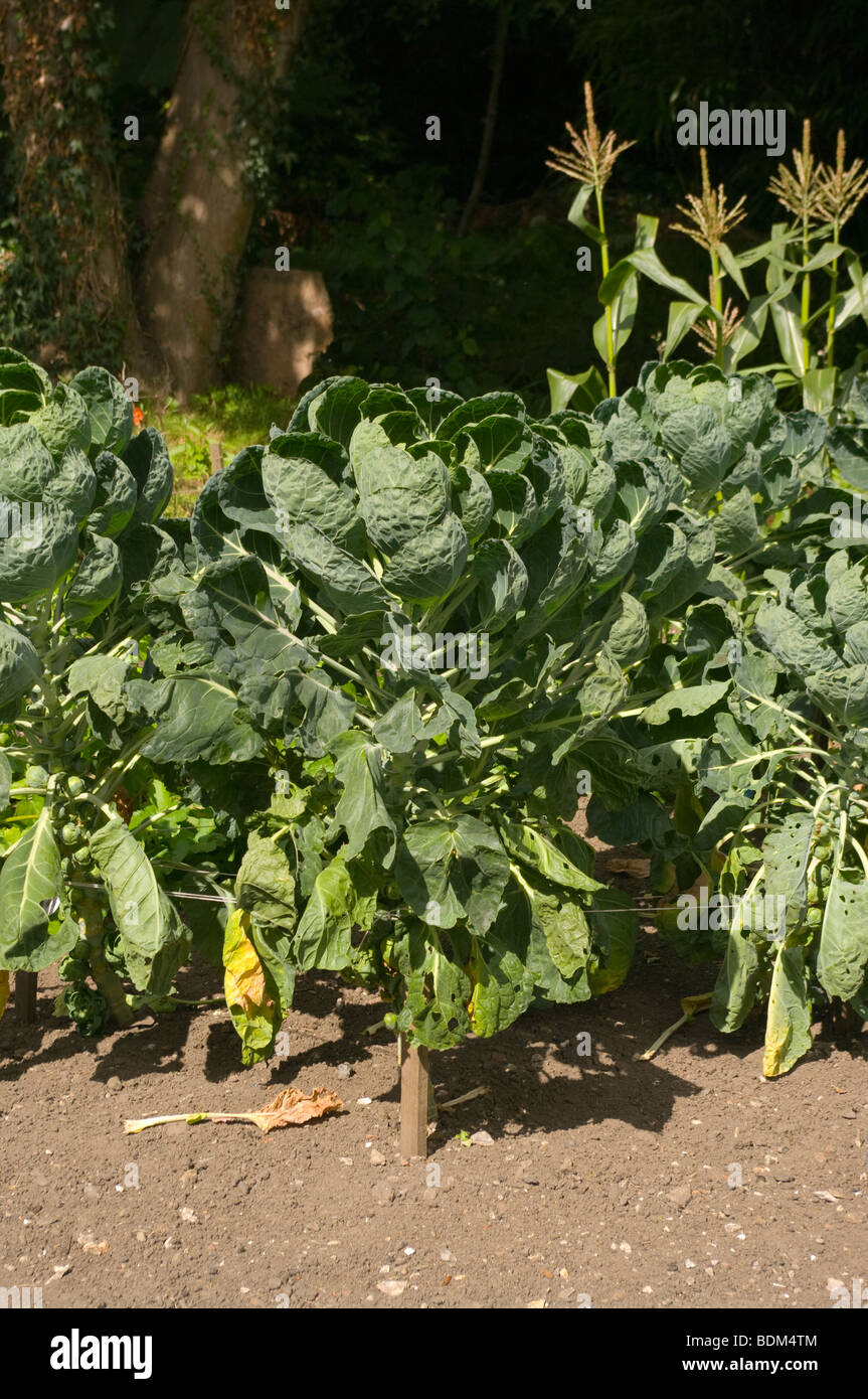Brussels Sprout Plants Stock Photo