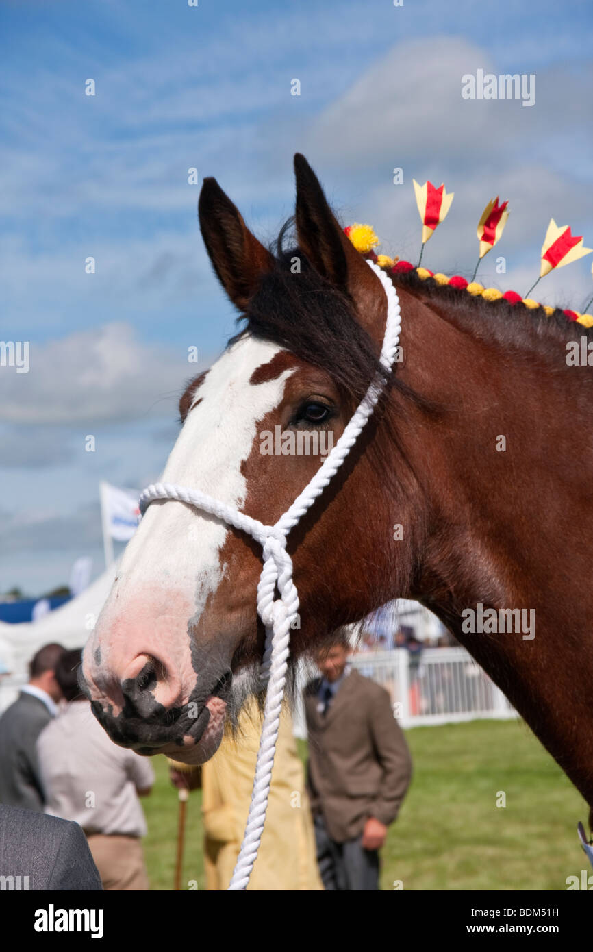 shire horse being judged at an agricultural show Stock Photo