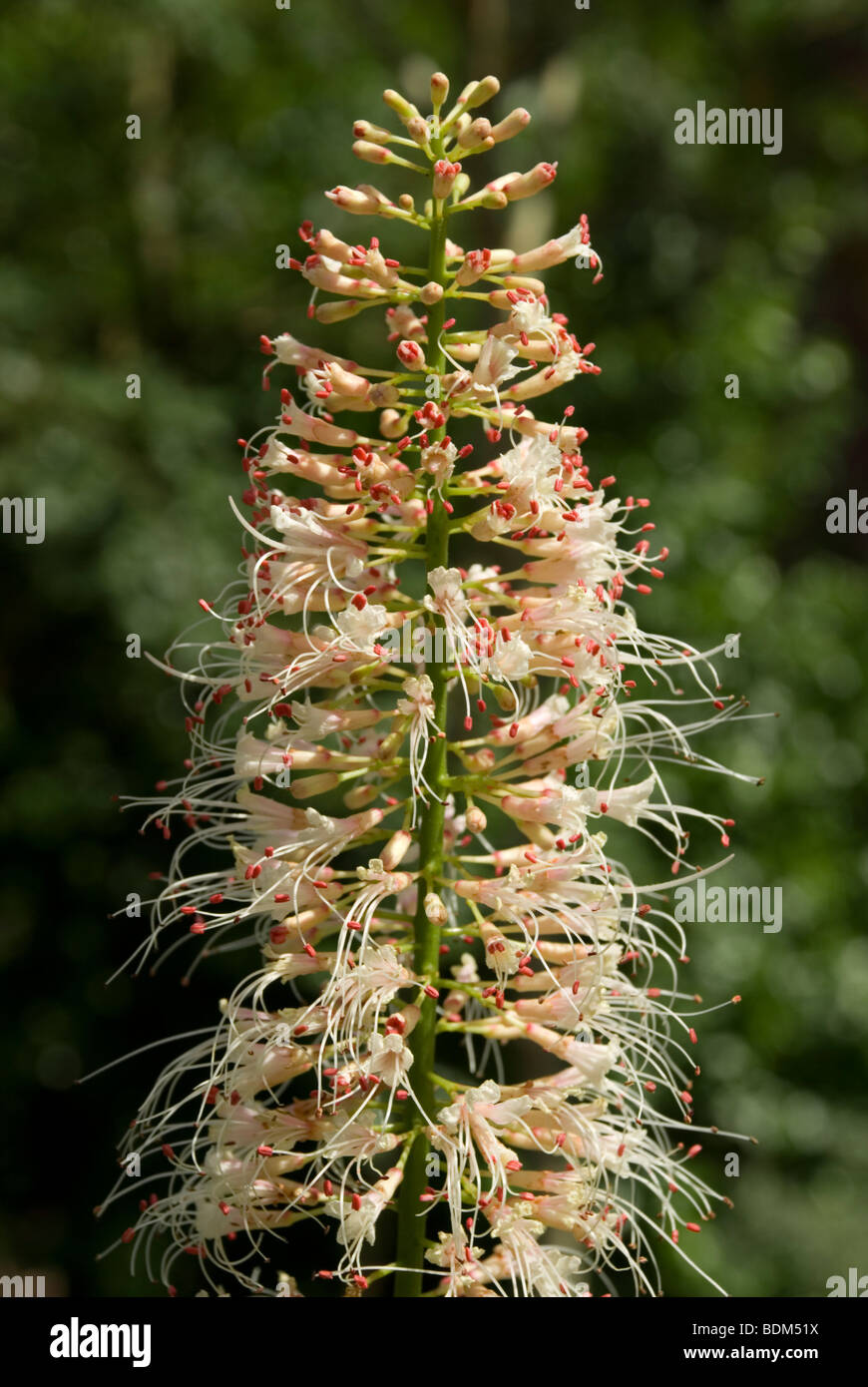 Aesculus parviflora, Bottlebrush Buckeye Stock Photo