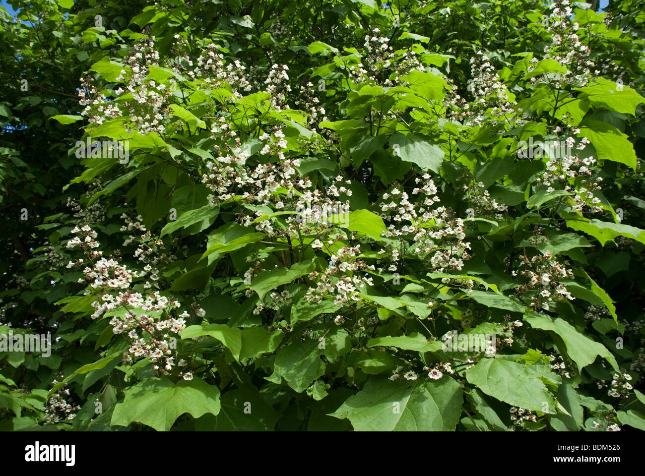 Catalpa bignonoides, Indian Bean tree Stock Photo Alamy