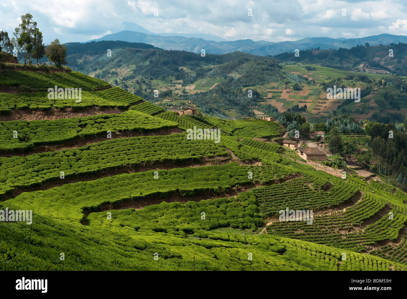 Tea plantation near Gisenyi, Rwanda Stock Photo