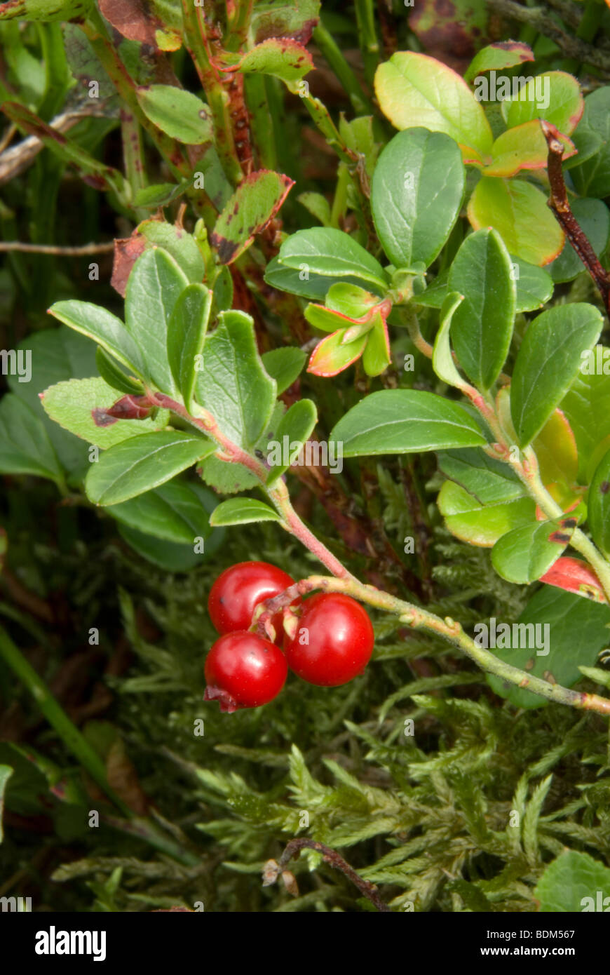 Bearberry, Arctostaphylos uva-ursi Stock Photo