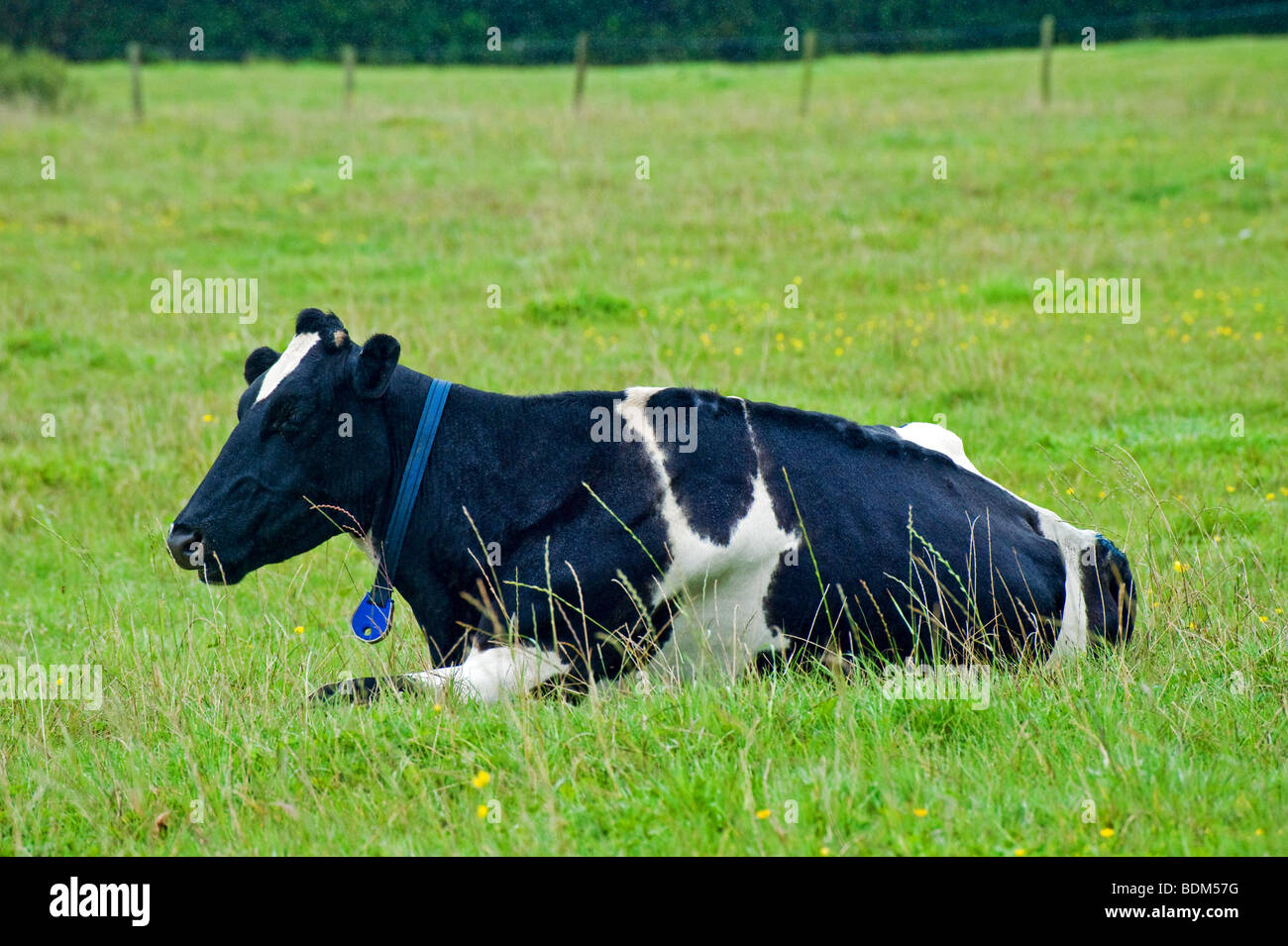 Cow lying down hires stock photography and images Alamy