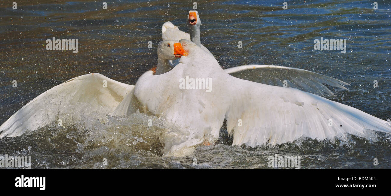 Goose down hires stock photography and images Alamy