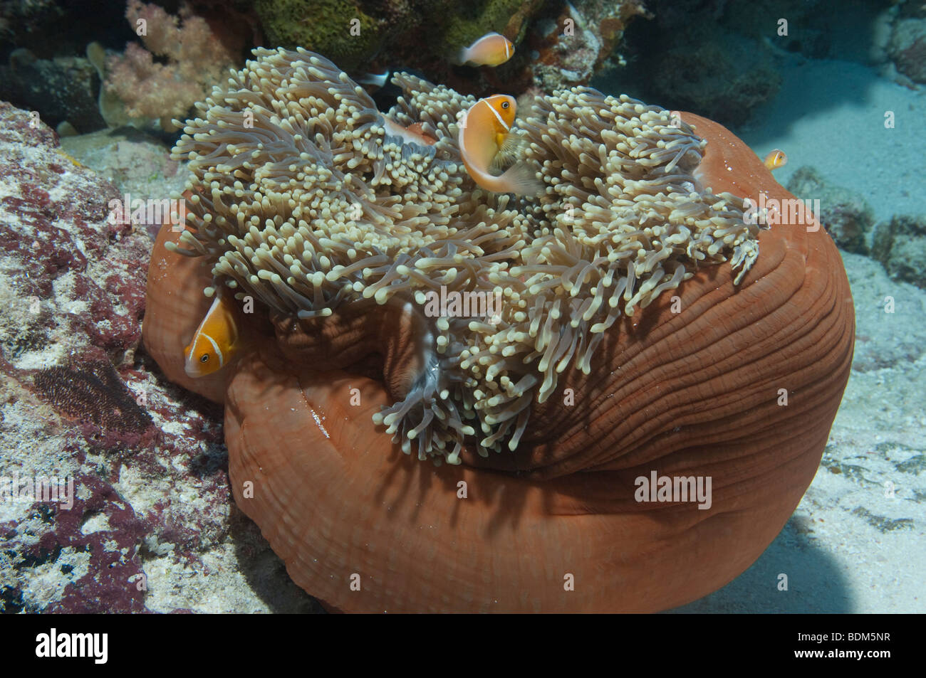 A closed-up Magnificent Sea Anemone with Pink Anemonefish on a reef in Palau. Stock Photo