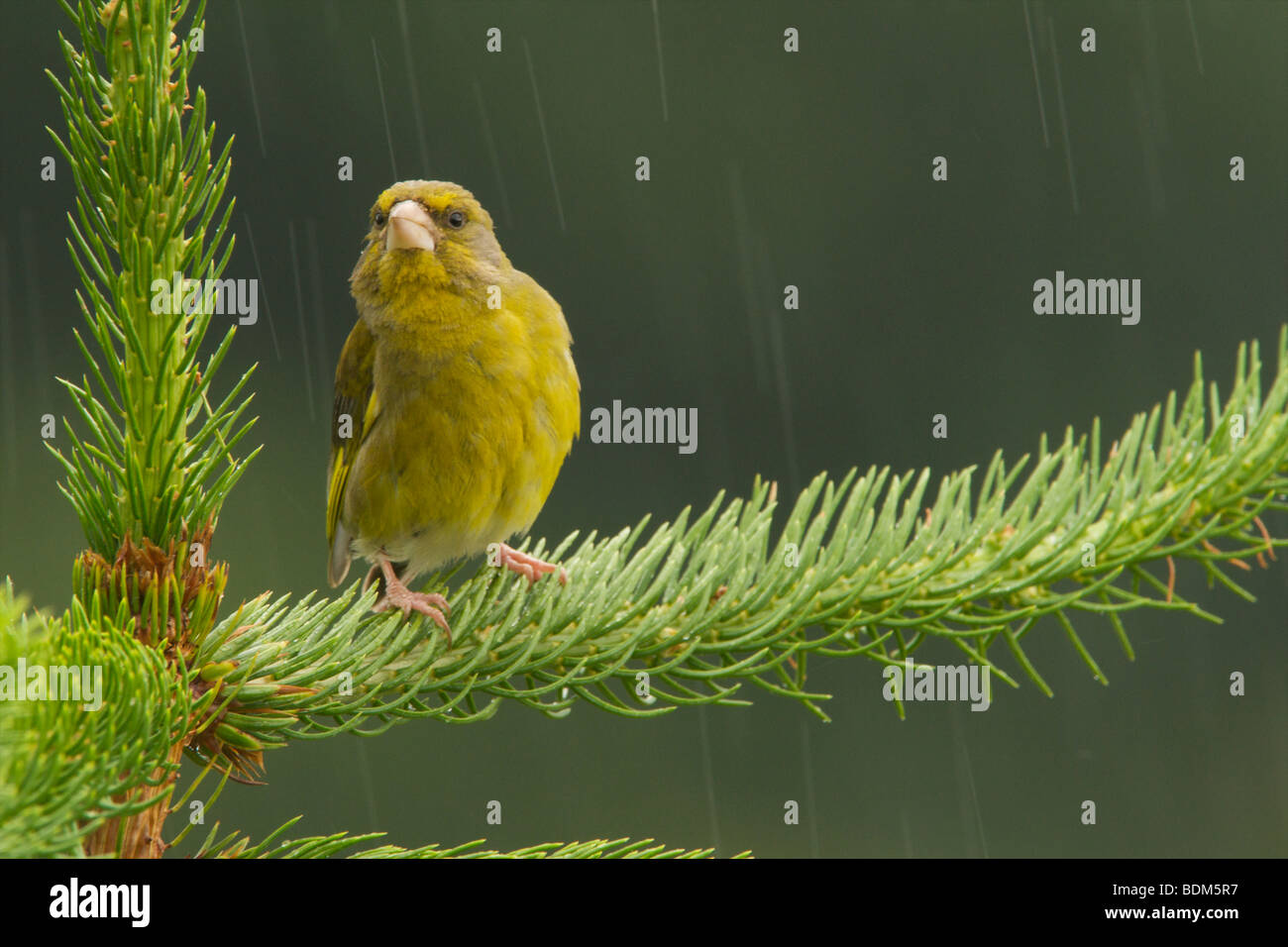 Greenfinch in summer rain Stock Photo
