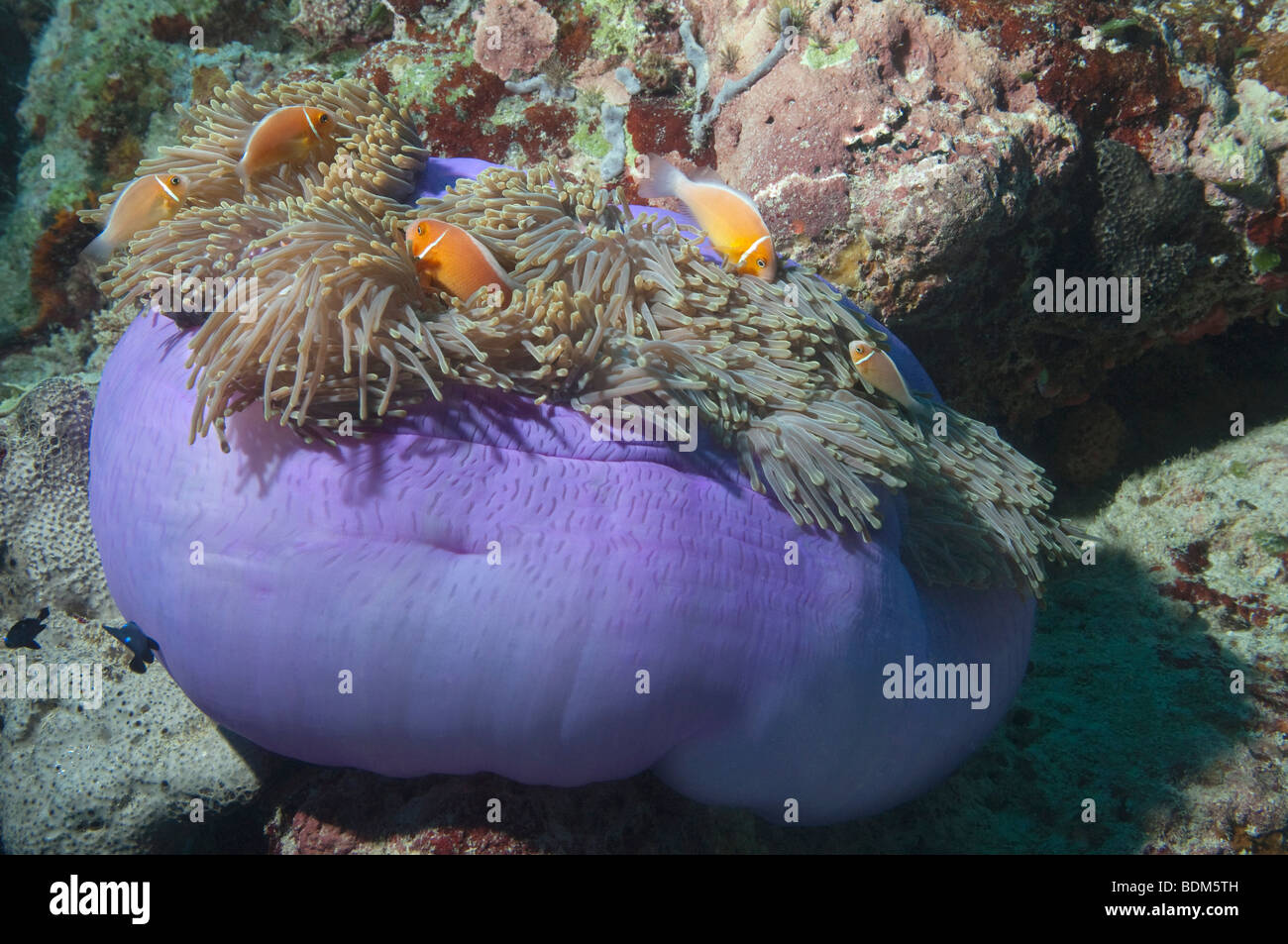 A closed-up Magnificent Sea Anemone with Pink Anemonefish on a reef in Palau. Stock Photo