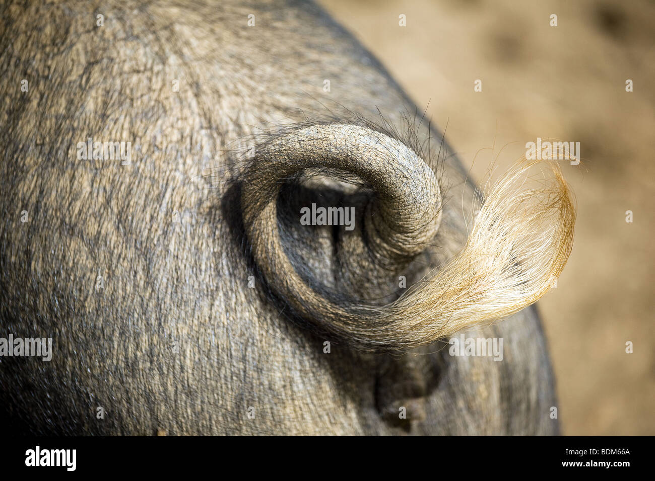 A pigs tail Stock Photo