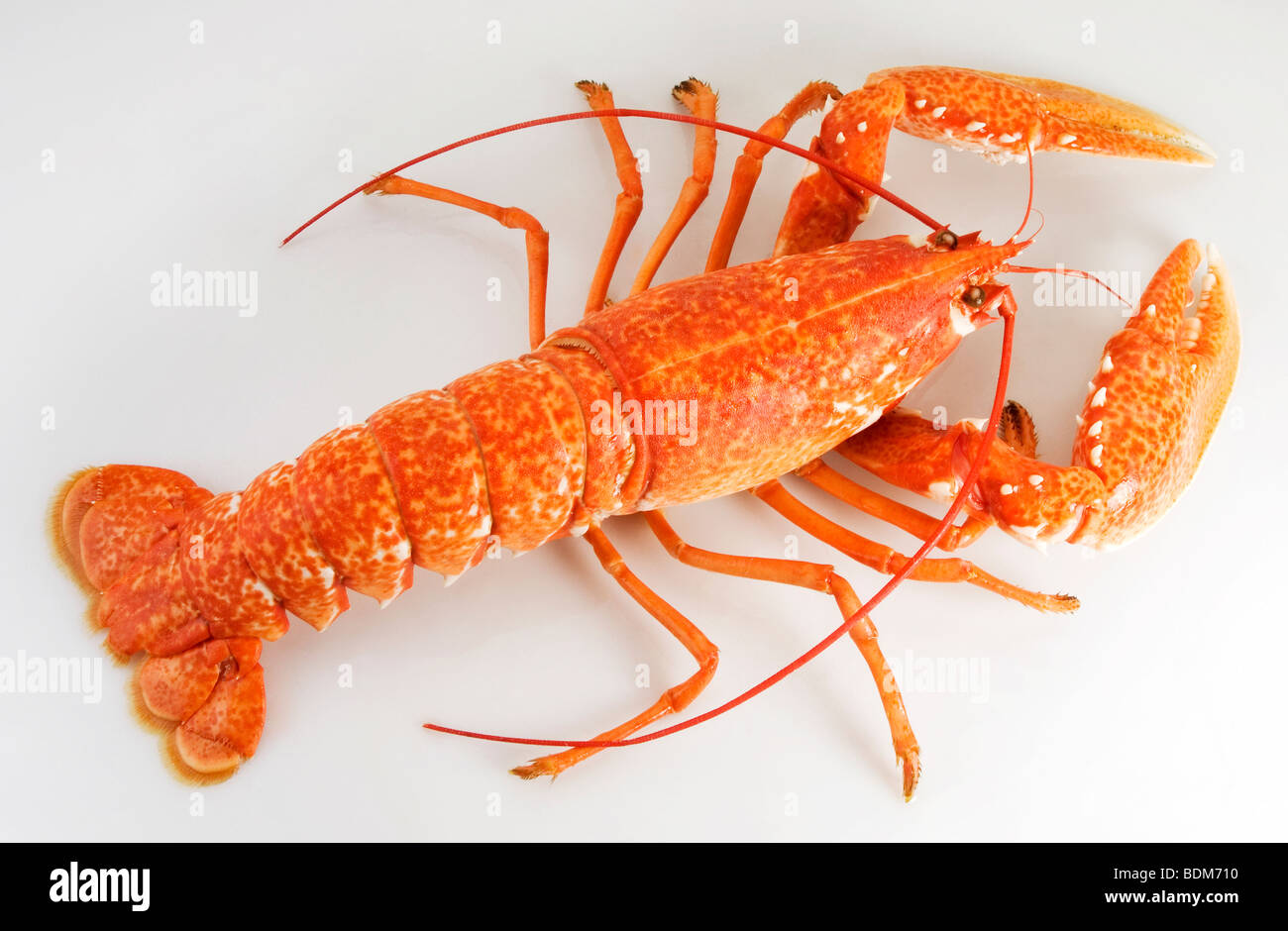 More lobster hi-res stock photography and images - Alamy