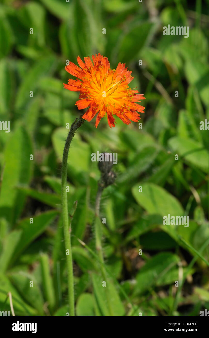 Orange Hawkweed - Hieracium aurantiacum Stock Photo