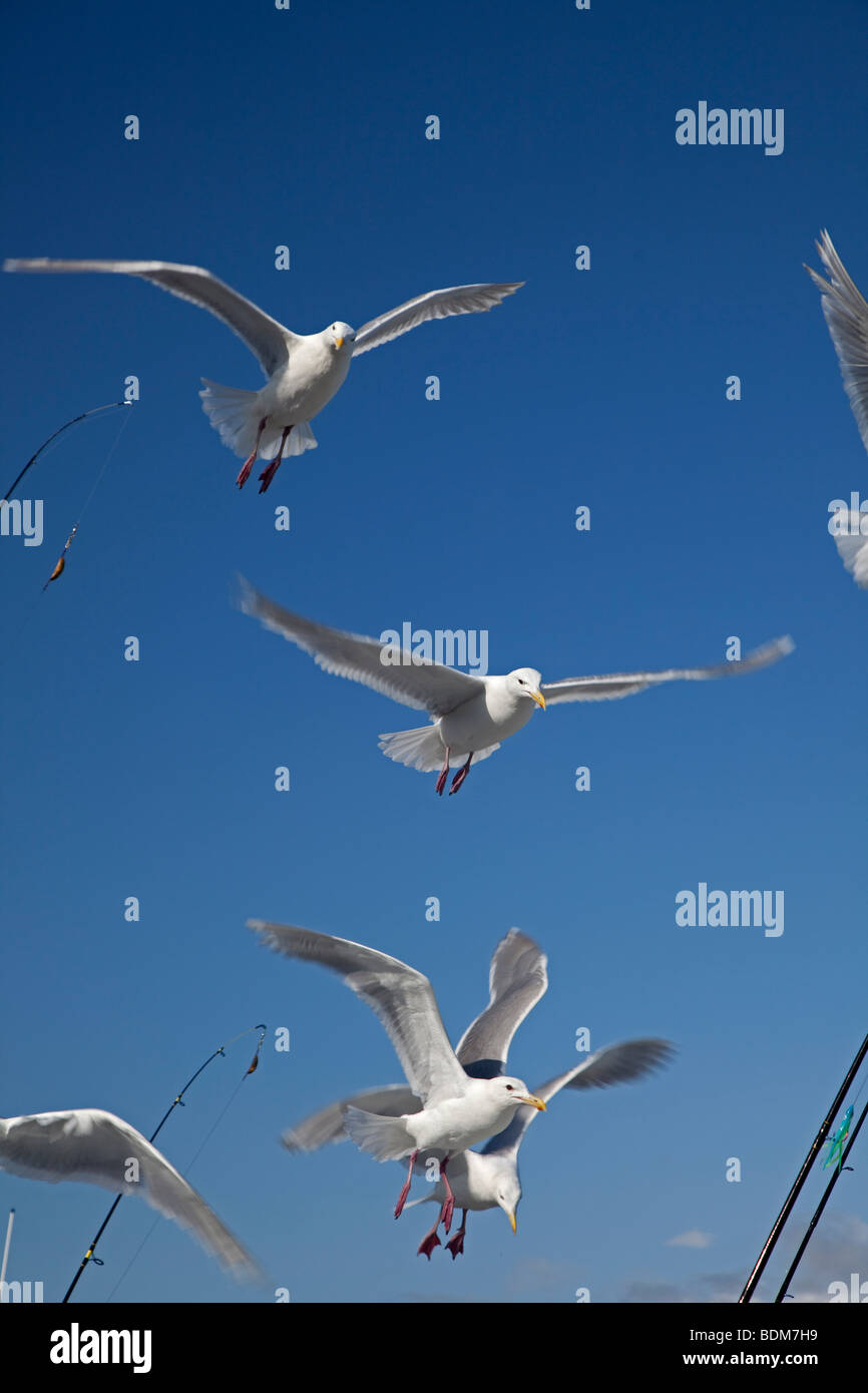 Seward, Alaska - Gulls looking for a chance to steal a bit of salmon from fishermen cleaning their catch. Stock Photo