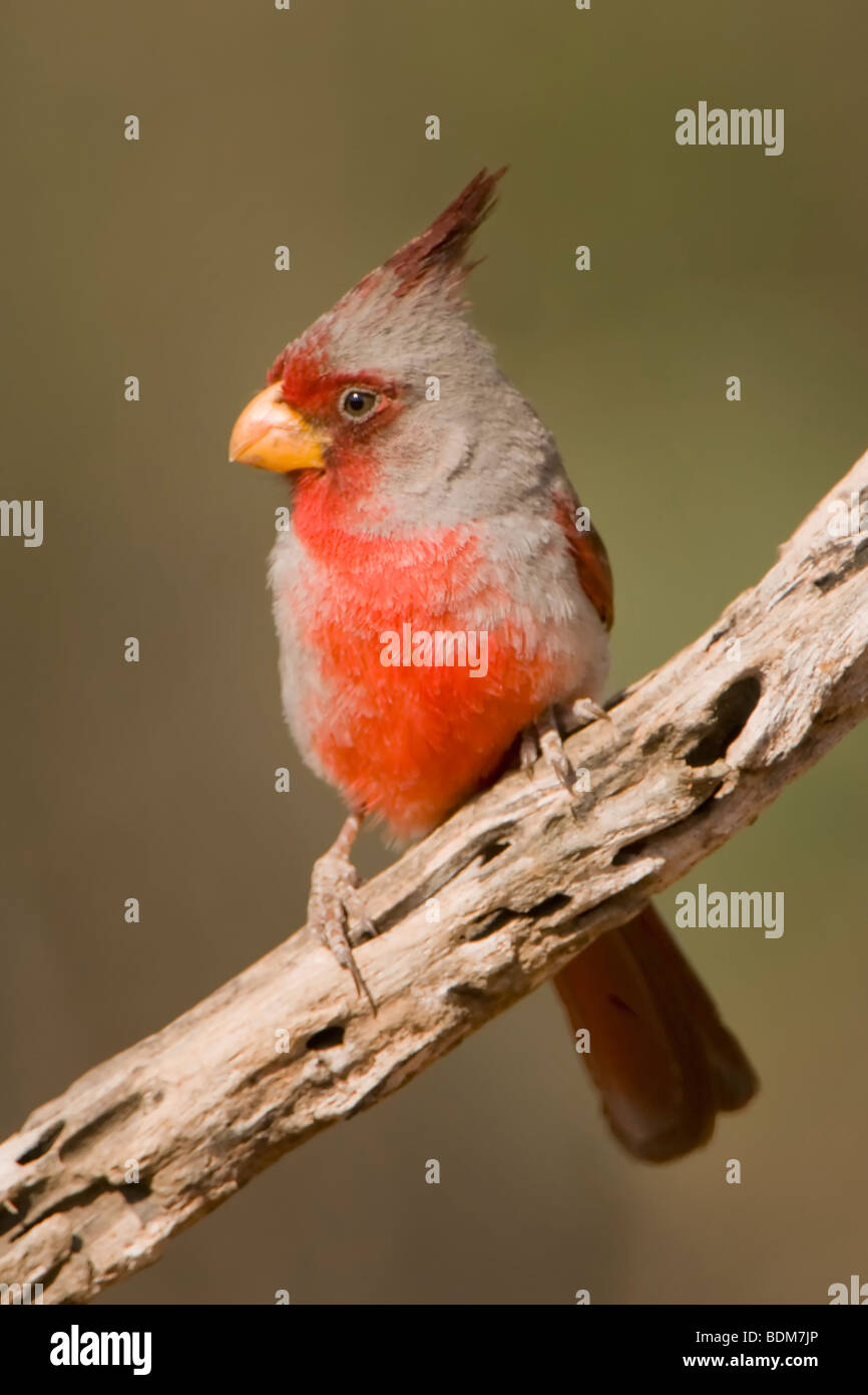 Rio Grande Valley, Texas, USA. The Pyrrhuloxia is a beautiful bird frequently confused with a female northern cardinal Stock Photo